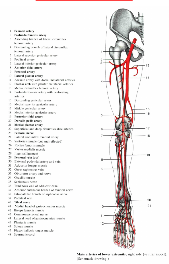Articulatiile membrului inferior: centurii pelvine, soldului, genunchiului : Sistemul osos