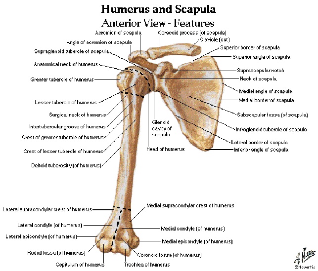 10+ Gambar Anatomi Tulang Humerus