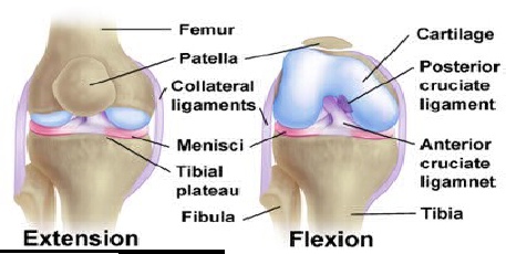 refacerea ligamentului colateral medial al șocului
