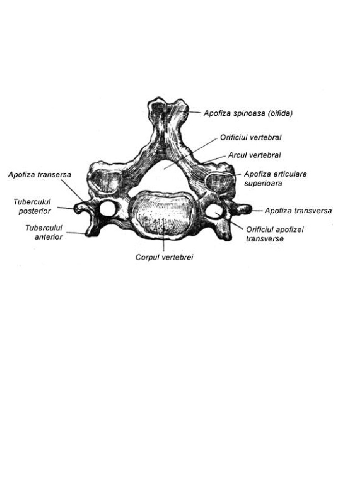 apofiza spinoasa pungi de ruptură tratamentul articulațiilor umărului